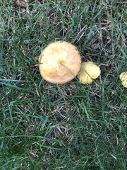 Suillus