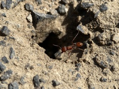 Pogonomyrmex salinus