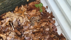 Anaxyrus americanus