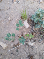 Hoffmannseggia glauca