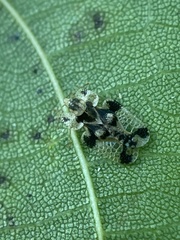 Corythucha juglandis