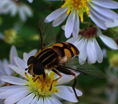 Helophilus fasciatus