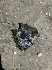 Limulus polyphemus