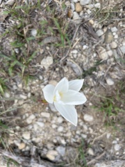 Zephyranthes