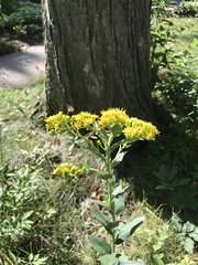 Solidago rigida