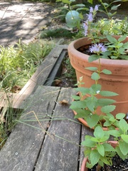 Agastache foeniculum