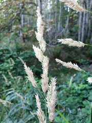 Phalaris arundinacea