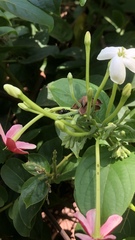 Combretum