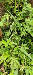 Hibiscus surattensis