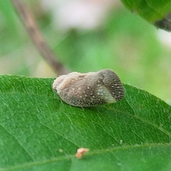 Flatidae