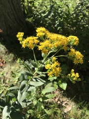 Solidago rigida