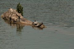 Graptemys geographica