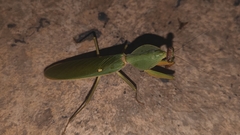 Rhombodera