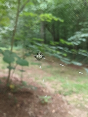 Gasteracantha cancriformis