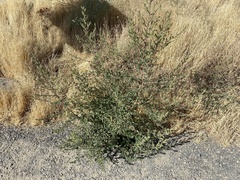 Ambrosia acanthicarpa