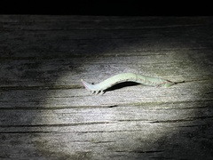 Hypobapta tachyhalotaria