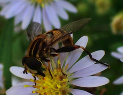 Helophilus fasciatus