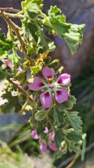 Anisodontea bryoniifolia