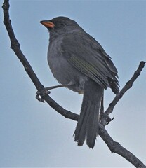 Embernagra platensis