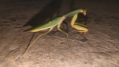 Rhombodera