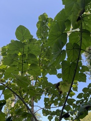 Paulownia