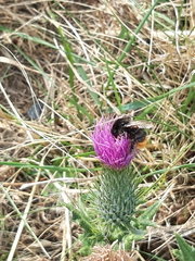 Bombus lapidarius
