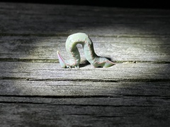 Hypobapta tachyhalotaria