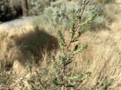 Ambrosia acanthicarpa