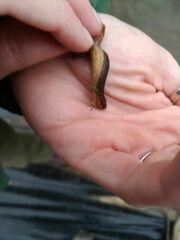 Lissotriton vulgaris meridionalis