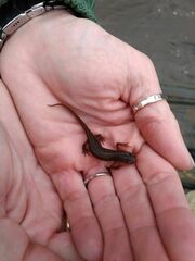 Lissotriton vulgaris meridionalis