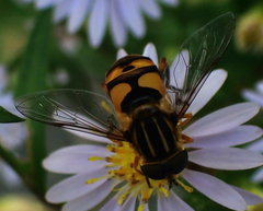 Helophilus fasciatus