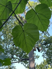 Paulownia