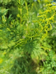 Solidago juncea