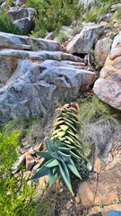 Aloe perfoliata