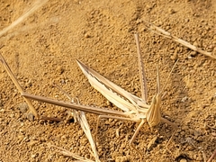 Orthoptera