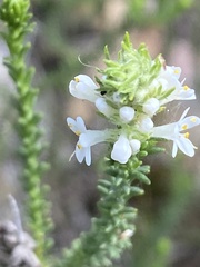 Selago ramosissima
