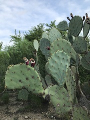 Opuntia orbiculata