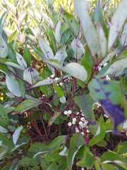 Cornus racemosa