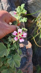 Anisodontea bryoniifolia
