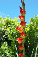 Gladiolus