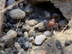 Pogonomyrmex salinus