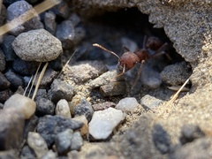 Pogonomyrmex salinus