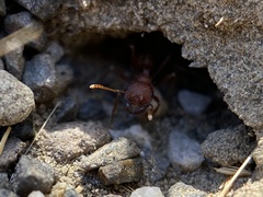 Pogonomyrmex salinus