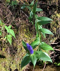 Gentiana andrewsii