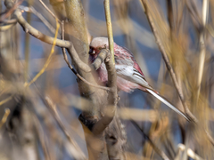 Carpodacus sibiricus