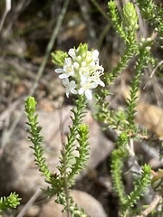 Selago ramosissima