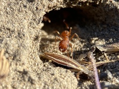 Pogonomyrmex salinus