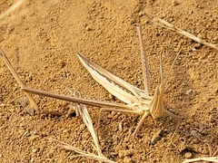 Orthoptera