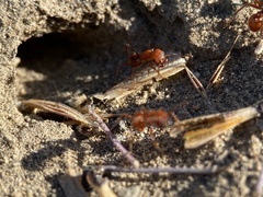 Pogonomyrmex salinus