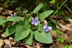 Viola japonica